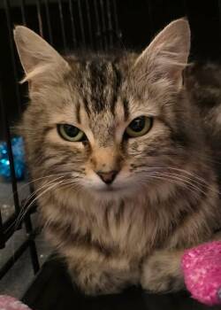 Aziri -  Domestic Medium Hair and Tabby Cat for Adoption in New York, New York - Aziri | PetCurious