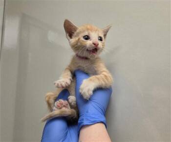 YUZU - NEEDS A FOSTER -  Domestic Short Hair Cat for Adoption in Ontario, California - YUZU - NEEDS A FOSTER | PetCurious
