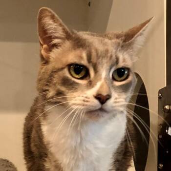 Boots -  Domestic Short Hair Cat for Adoption in Lodi, California - Boots | PetCurious