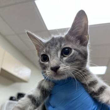 Ash -  Domestic Short Hair Cat for Adoption in Harrisonburg, Virginia - Ash | PetCurious