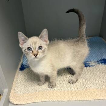 Cupcake -  Siamese and Domestic Short Hair Cat for Adoption in Nevada, Missouri - Cupcake | PetCurious