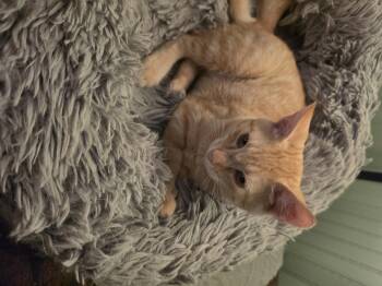 Trace -  Domestic Short Hair Cat for Adoption in Mansfield, Pennsylvania - Trace | PetCurious