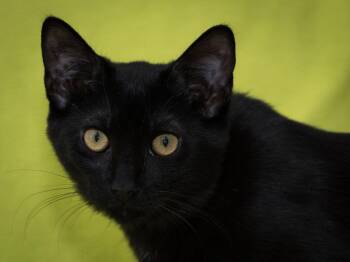 Freya -  Domestic Short Hair Cat for Adoption in Deltona, Florida - Freya | PetCurious