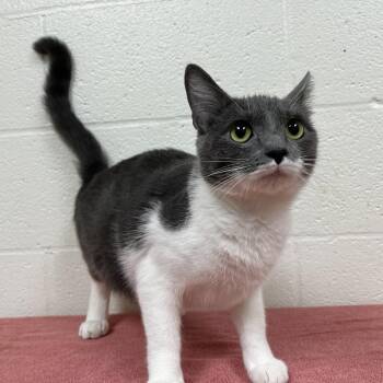 Morgana -  Domestic Short Hair Cat for Adoption in Lyndhurst, Virginia - Morgana | PetCurious