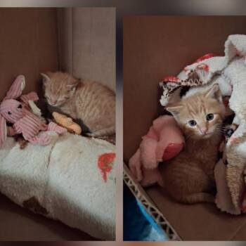 Rubble -  Domestic Short Hair Cat for Adoption in Kittanning, Pennsylvania - Rubble | PetCurious