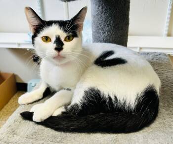 Rescue Domestic Short Hair Cats for Adoption in Fremont, Ohio - Luna | PetCurious