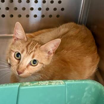 Barn Cat 2 -  Domestic Short Hair Cat for Adoption in Norman, Oklahoma - Barn Cat 2 | PetCurious