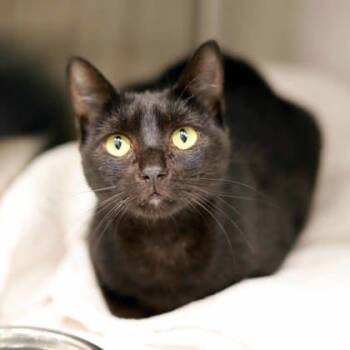 Rescue Domestic Short Hair Cats for Adoption in Atlanta, Georgia - Lois | PetCurious