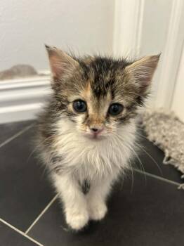 Cinnamon -  Domestic Short Hair Cat for Adoption in Mustang, Oklahoma - Cinnamon | PetCurious