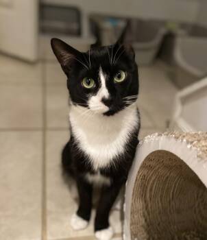 Rescue Tuxedo Cats for Adoption in Philadelphia, Pennsylvania - Klaus Mikaelson | PetCurious