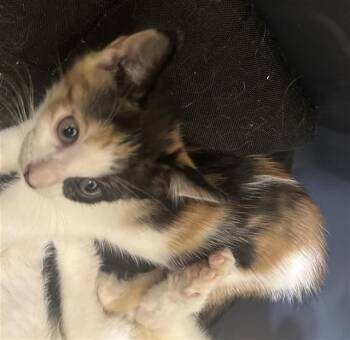 A660062 -  Domestic Short Hair Cat for Adoption in Houston, Texas - A660062 | PetCurious