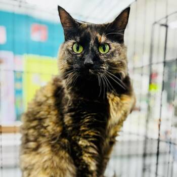 Coco -  Domestic Long Hair Cat for Adoption in Lebanon, Missouri - Coco | PetCurious