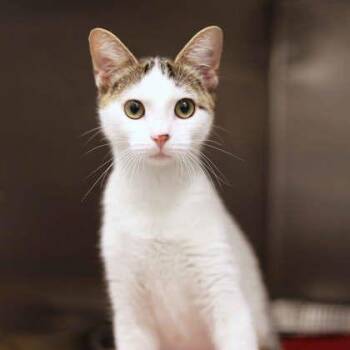 Misty -  Domestic Short Hair Cat for Adoption in Atlanta, Georgia - Misty | PetCurious