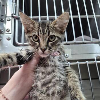 Fancy -  Domestic Short Hair Cat for Adoption in Ardmore, Oklahoma - Fancy | PetCurious