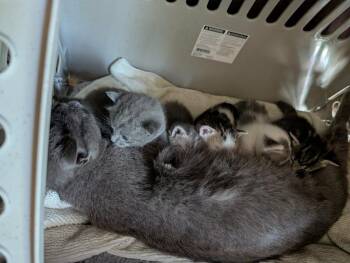 Sheridan -  Domestic Medium Hair Cat Available for Adoption in Cumberland, Maine - Sheridan | PetCurious