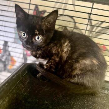 Espresso 22708 -  Domestic Short Hair Cat for Adoption in Minneapolis, Minnesota - Espresso 22708 | PetCurious