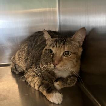 Rainbow (COH-A-67428) -  Domestic Short Hair Cat for Adoption in Volcano, Hawaii - Rainbow (COH-A-67428) | PetCurious