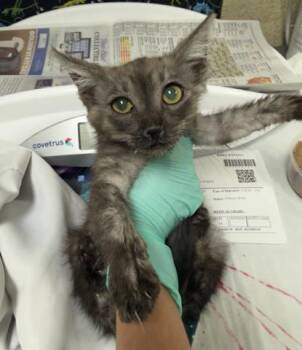 GENGAR -  Domestic Short Hair Cat for Adoption in Riverside, California - GENGAR | PetCurious