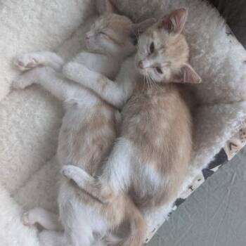 Westley w/ Valerie - In Foster! -  Domestic Short Hair Cat for Adoption in Flagstaff, Arizona - Westley W/ Valerie - In Foster! | PetCurious