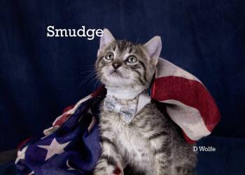 Smudge -  Tabby Cat for Adoption in York, Nebraska - Smudge | PetCurious