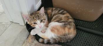 Jada -  American Shorthair Cat for Adoption in Roanoke, Alabama - Jada | PetCurious