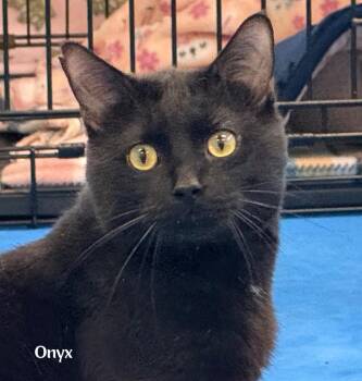 Rescue Domestic Short Hair Cats for Adoption in Amery, Wisconsin - Onyx | PetCurious