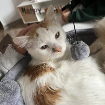Rescue Domestic Medium Hair Cats for Adoption in Columbia, South Carolina - Zesto | PetCurious