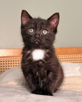 Pip -  Domestic Short Hair Cat for Adoption in Nashville, Tennessee - Pip | PetCurious