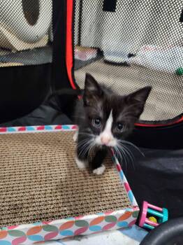 Club -  American Shorthair Cat for Adoption in Florham Park, New Jersey - Club | PetCurious
