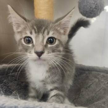 Toyota -  Domestic Short Hair Cat for Adoption in Grantsville, Utah - Toyota | PetCurious