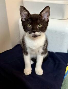 KIARA -  Domestic Short Hair Cat for Adoption in San Bernardino, California - KIARA | PetCurious