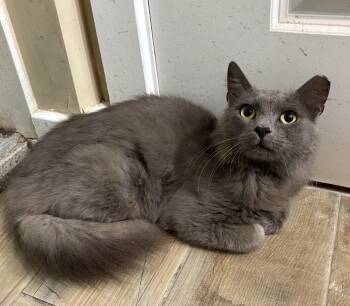 William -  Domestic Long Hair Cat for Adoption in Seven Valleys, Pennsylvania - William | PetCurious