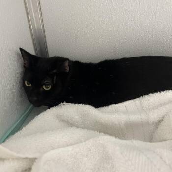Sonica -  Domestic Short Hair Cat for Adoption in Binghamton, New York - Sonica | PetCurious