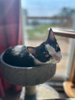 Rescue Domestic Short Hair Cats for Adoption in Mokena, Illinois - Warrick | PetCurious