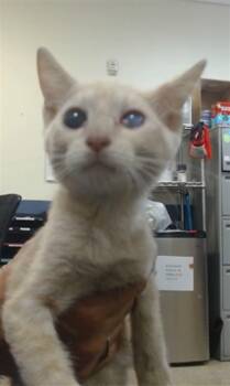 KEVIN -  Domestic Short Hair Cat for Adoption in Doral, Florida - KEVIN | PetCurious