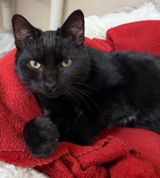 Rescue Domestic Short Hair Cats for Adoption in Penns Grove, New Jersey - Patch | PetCurious