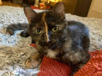VIVIAN -  Domestic Short Hair Cat for Adoption in St. Peters, Missouri - VIVIAN | PetCurious