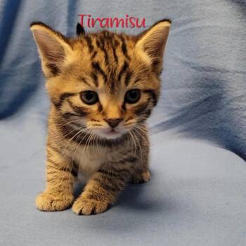 Domestic Short Hair Cats Available for Adoption in Parkersburg, West Virginia - Tiramisu | PetCurious