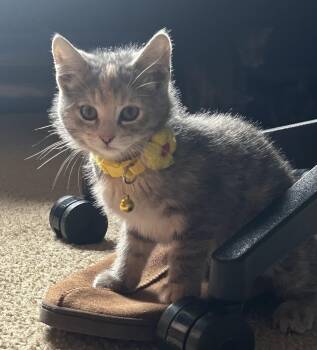 Domestic Short Hair Cats Available for Adoption in Lemont, Illinois - Emily | PetCurious