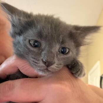 Amy -  Russian Blue Cat for Adoption in Mount Vernon, Arkansas - Amy | PetCurious