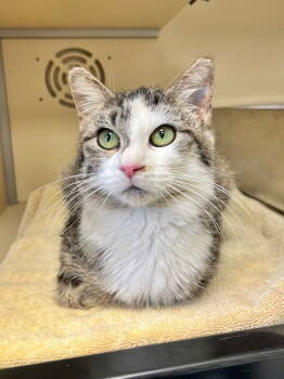 Rescue Domestic Medium Hair Cats for Adoption in Webster, Wisconsin - Angel | PetCurious