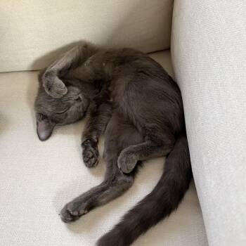 Smokey -  Domestic Short Hair Cat Available for Adoption in MS STATE UNIV, Mississippi - Smokey | PetCurious