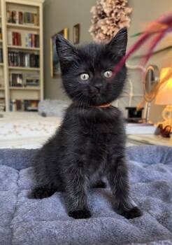 Domestic Short Hair Cats Available for Adoption in Bryan, Texas - Brooks | PetCurious