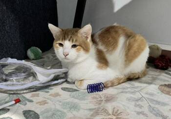 Wedge -  Domestic Medium Hair Cat Available for Adoption in Mission Viejo, California - Wedge | PetCurious