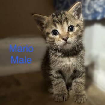 Mario -  Domestic Short Hair Cat for Adoption in Winchester, Virginia - Mario | PetCurious