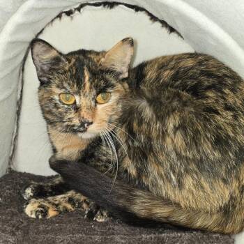 Domestic Short Hair Cats Available for Adoption - Toffee | PetCurious