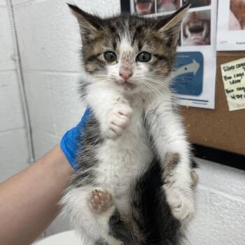 Domestic Short Hair Cats Available for Adoption - Mac Attack | PetCurious