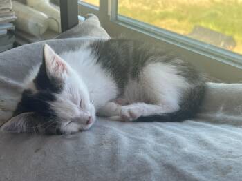 SPINDLE -  American Shorthair Cat for Adoption in Pinedale, Wyoming - SPINDLE | PetCurious
