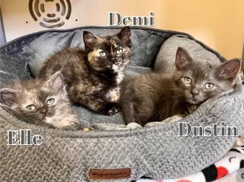 Domestic Medium Hair Cats Available for Adoption in Webster, Wisconsin - Demi | PetCurious