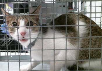 A2097884 -  Domestic Short Hair Cat for Adoption in Houston, Texas - A2097884 | PetCurious